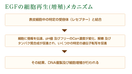 EGFの細胞再生(増殖)メカニズム