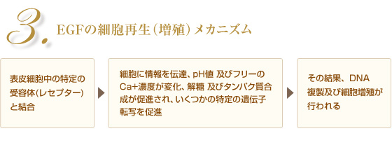 EGFの細胞再生(増殖)メカニズム