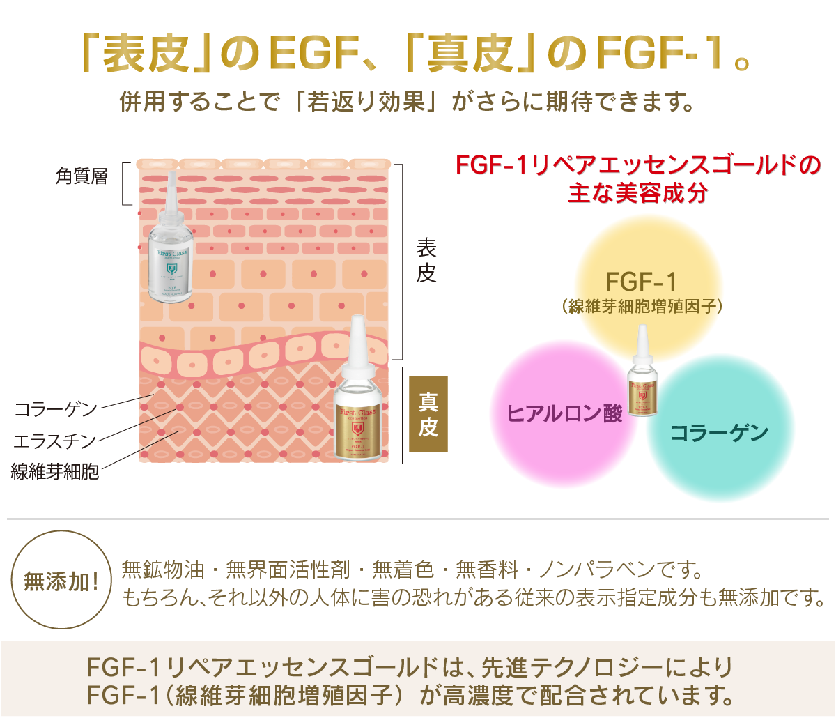 「表皮」のEGF、「真皮」のFGF-1