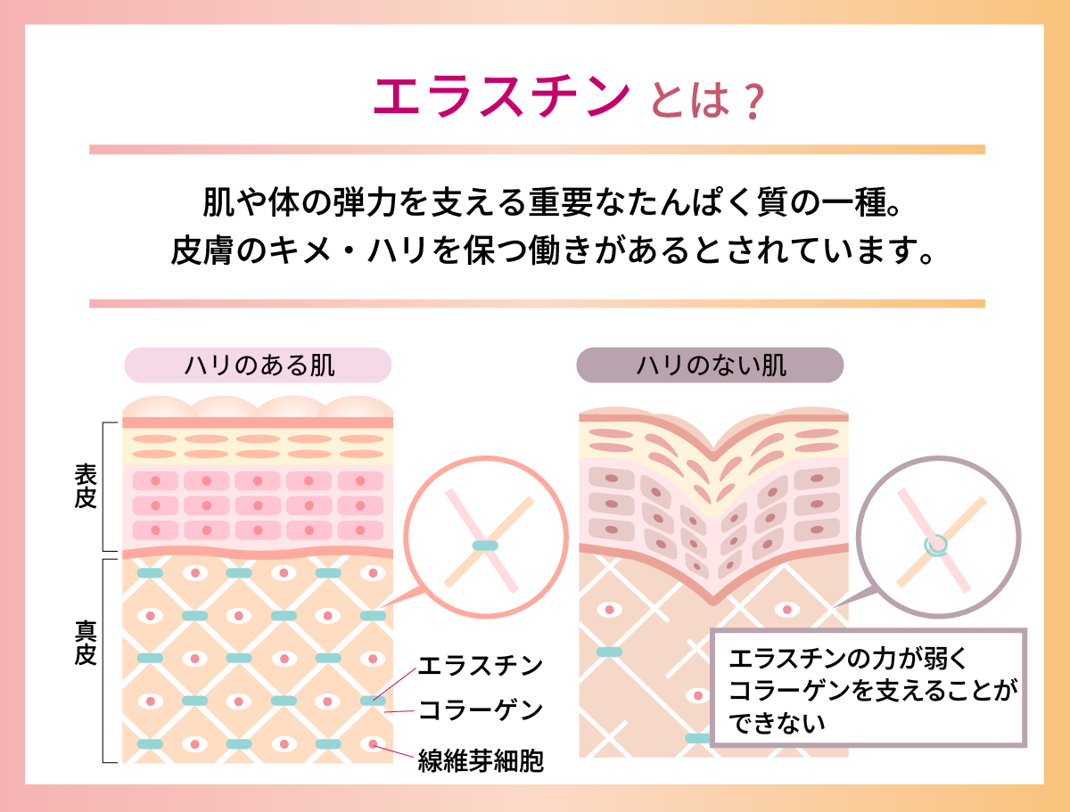 東京・吉祥寺・マリスローレン・世界最高スペック・スーパーエラスチンプラス