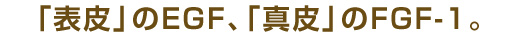 「表皮」のEGF、「真皮」のEGF-1